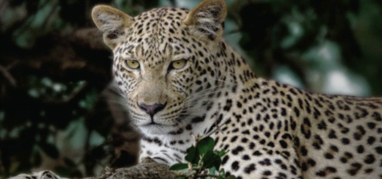 Ζωντανέψτε κάθε καρέ με το AI Picture Pro